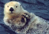 中国能养水獭吗？