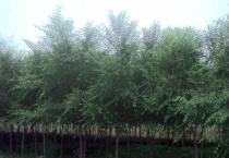 白榆病虫害怎么弄