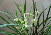 建兰金针兰花的特点