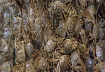 河蟹吃什么能养活