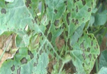 炭疽病与褐斑病的区别？