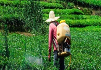 草甘膦除草剂伤树根吗？