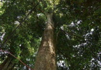 金丝楠木是什么树