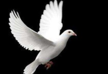 鸽子多大可以下蛋