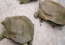 钓甲鱼用什么饵？附钓甲鱼的钓具组合和多久？