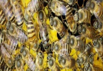 中蜂春繁时如何加脾 附注意事项