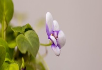 复合肥能做基肥吗？