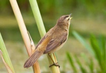 黑眉苇莺公母区分
