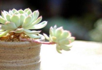 春天多肉可以淋雨吗？