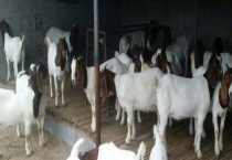 羊痘病的防治方法 羊痘病中药治疗