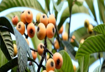 枇杷树的寿命有多长 附枇杷树种植技术