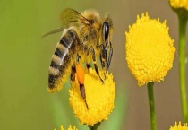 杀人蜂真的存在吗 详细介绍杀人蜂种类