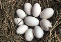 孵化小鹅31天的温度过程