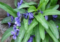 地丁花名的含义