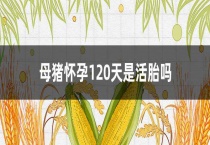 母猪怀孕120天是活胎吗？