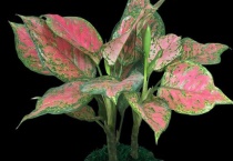 盆栽如意皇后可以水培吗？