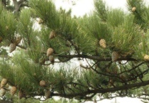 南方的松树有松子吗？