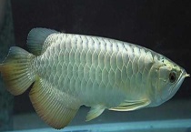 把什么饲料作为食物喂给银龙鱼吃才会长的好看 银龙鱼有什么生活规律