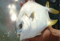 鲳鱼多少钱一斤 附鲳鱼的养殖前景