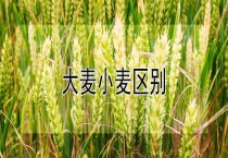 大麦小麦区别？