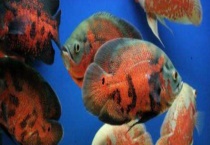 地图鱼不吃食怎么回事 如何解决