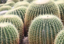 适合办公室养的13种花是什么？