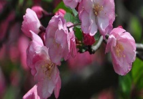 海棠结果需要几年 有哪些常见品种