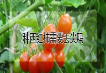 种西红柿需要去尖吗？