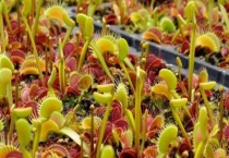 什么是巨夹捕蝇草