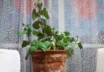 番薯长出芽怎样盆栽