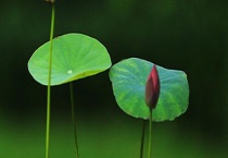 碗莲叶子枯萎怎么办 枯萎的原因是什么？