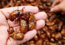 金蝉是野生保护动物吗？