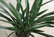 墨兰叶子有黑点是什么原因？