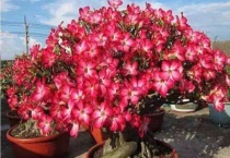 沙漠玫瑰掉叶子怎么回事