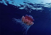 海蜇是动物还是植物？它是长在水中还是长在陆地？