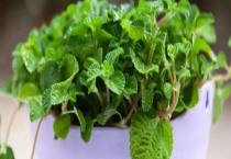 吸毒草和薄荷草有什么不同 从气味、外形、生长环境上来区分