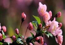 海棠花叶子发黄怎么回事 处理方法是什么？