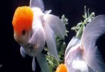 观赏鱼疾病防治大全 首选药物是食盐