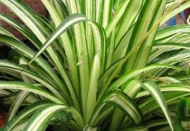 吊兰如何长慢点