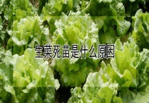 生菜死苗是什么原因？