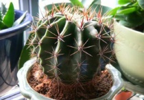 仙人球的养殖多久？