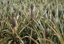 菠萝树的寿命有多长 附菠萝的种植多久？