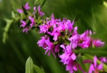 千屈菜种植多久？