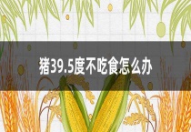 猪39.5度不吃食怎么办？
