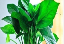 水培绿萝叶子发黄怎么办？水培绿萝叶子变黄的原因？