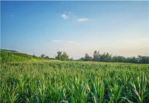 玉米地兰花菜用什么除草剂