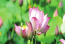 荷花的花期持续多久 附其花期调控