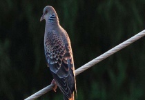 野鸽子是不是保护动物 附野鸽与家鸽的区别？