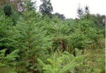 秃衫是濒危物种吗？