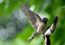 燕子吃大米吗？